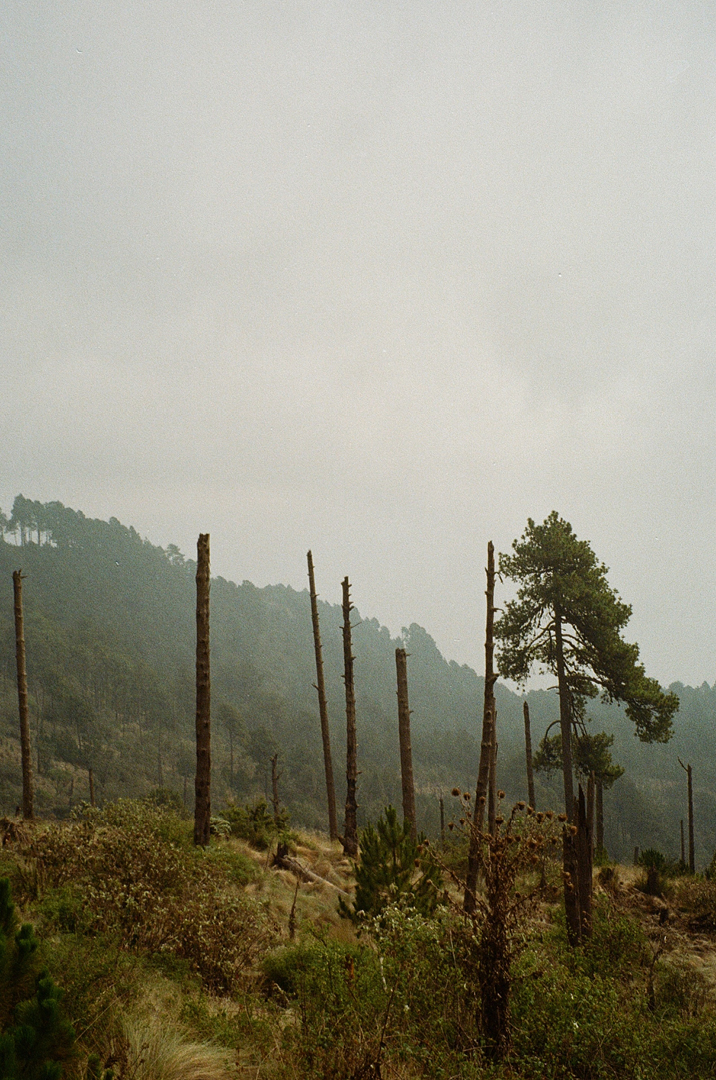 Marnie Boller  Film